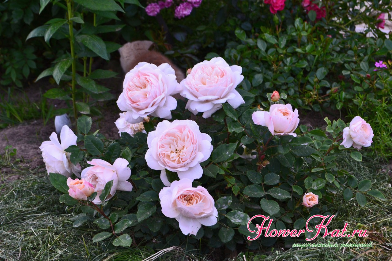 Фотография розы Крокус Роуз, купленной в питомнике  Нью Джерси