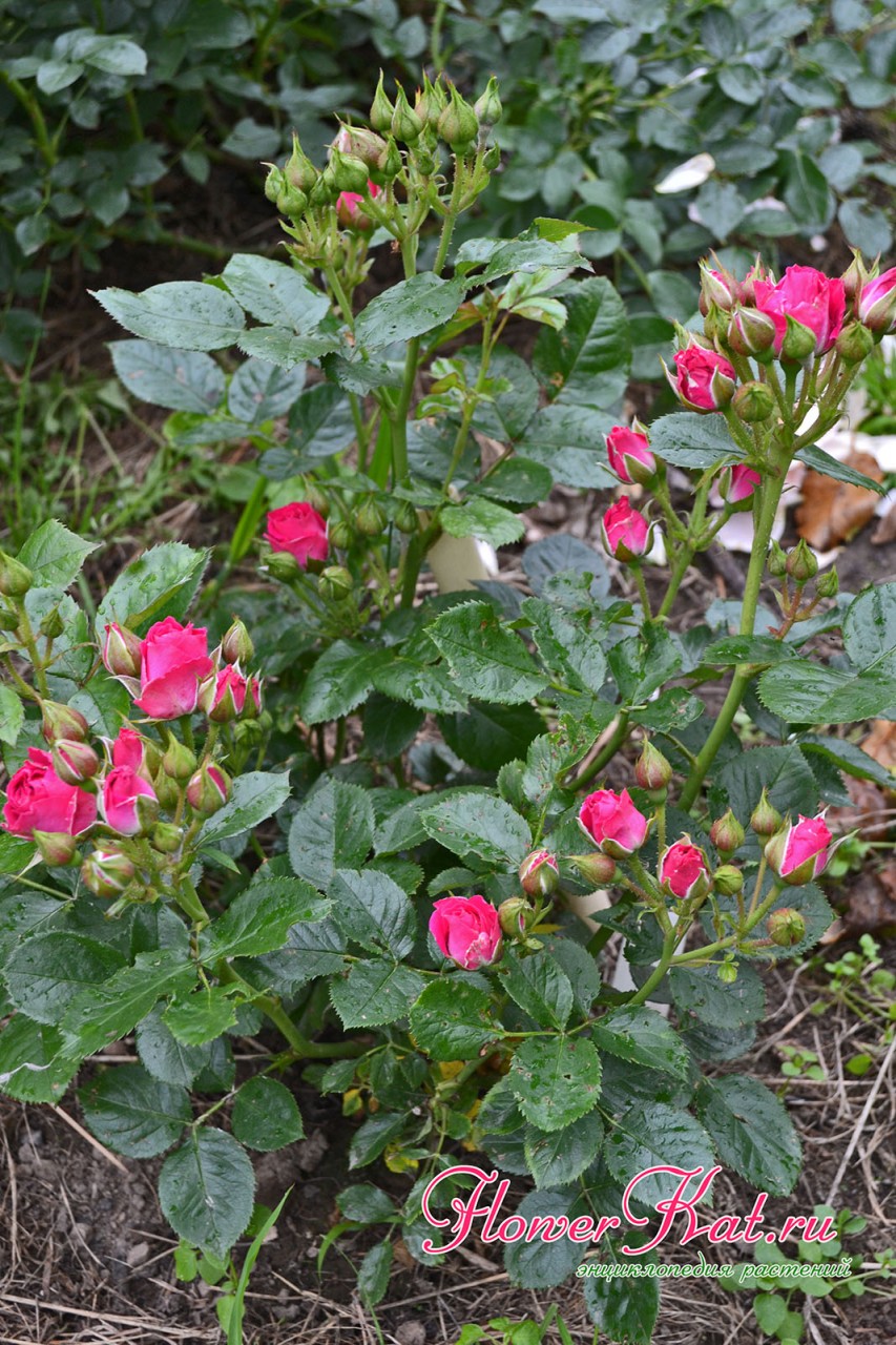 Фото розы спрей Лидия купленной в питомнике Розы Нью-Джерси