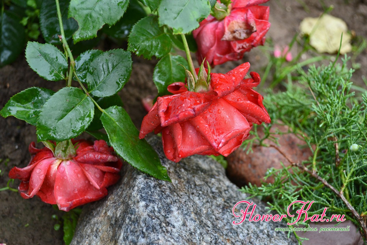 Фото розы Терракота, купленной в питомнике розы Нью Джерси