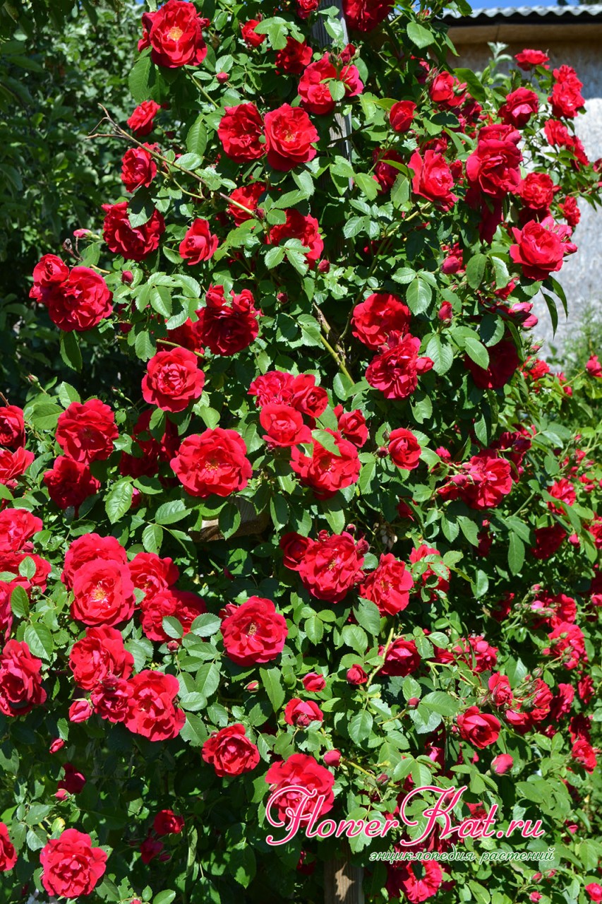 Фотография: плетистая роза Фламентанц нуждается в обрезке