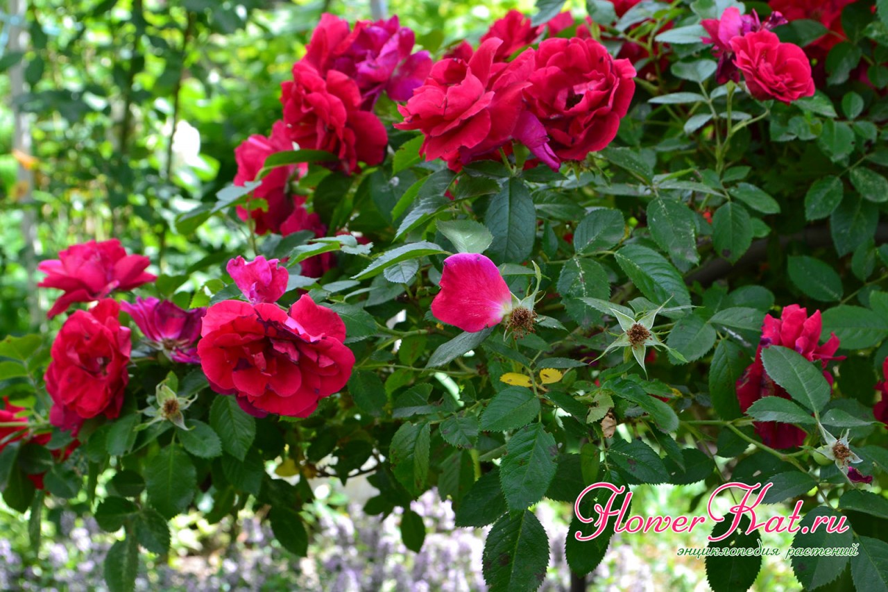 Листва розы Фламентанц остается зеленой в течение всего срока цветения фото