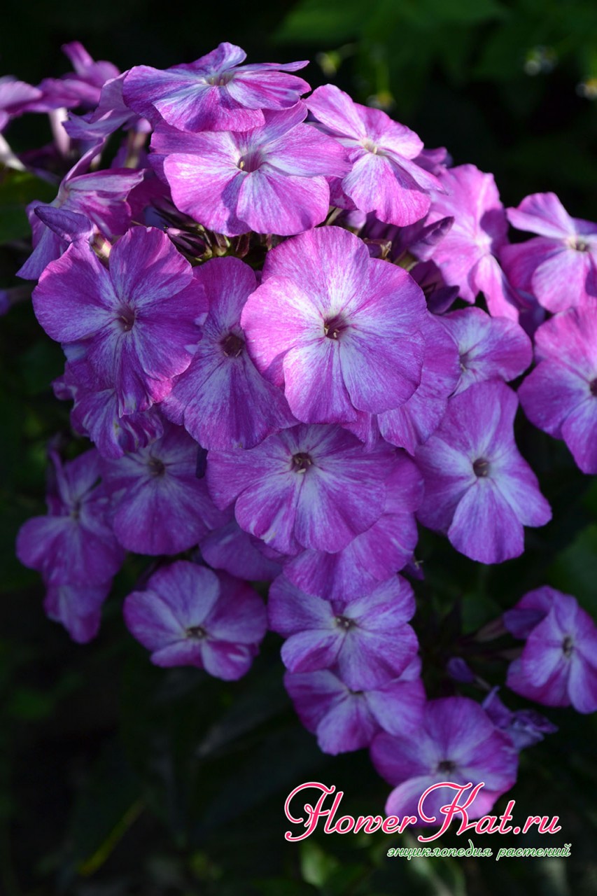 Флокс Blue Shades серии Freckle - фотография цветения