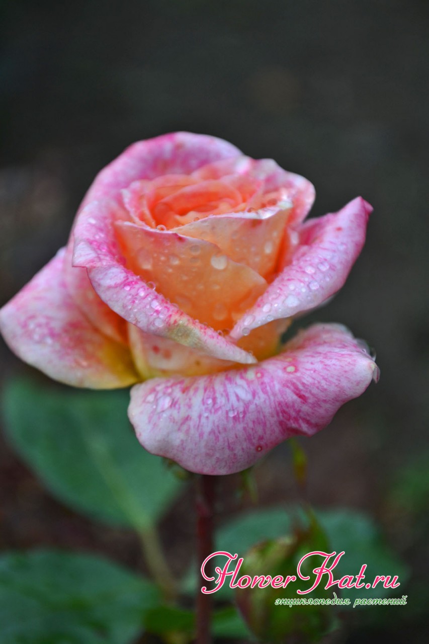 Фотография бутона розы Мишель Серро