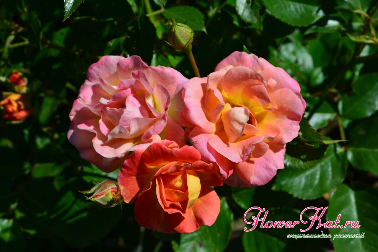 Розовые оттенки на цветах розы Изи Даз Ит - фото