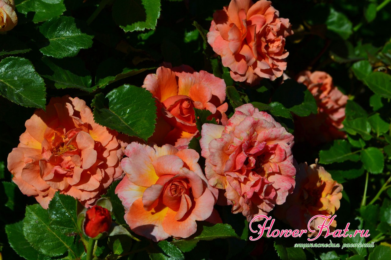 Изменение окраски цветов розы Изи Даз Ит - фото