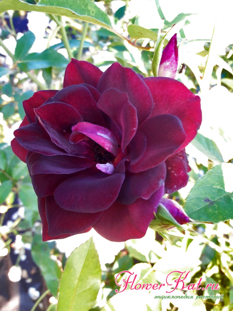 Проявление бордовой окраски на цветах розы Burgundy Ice