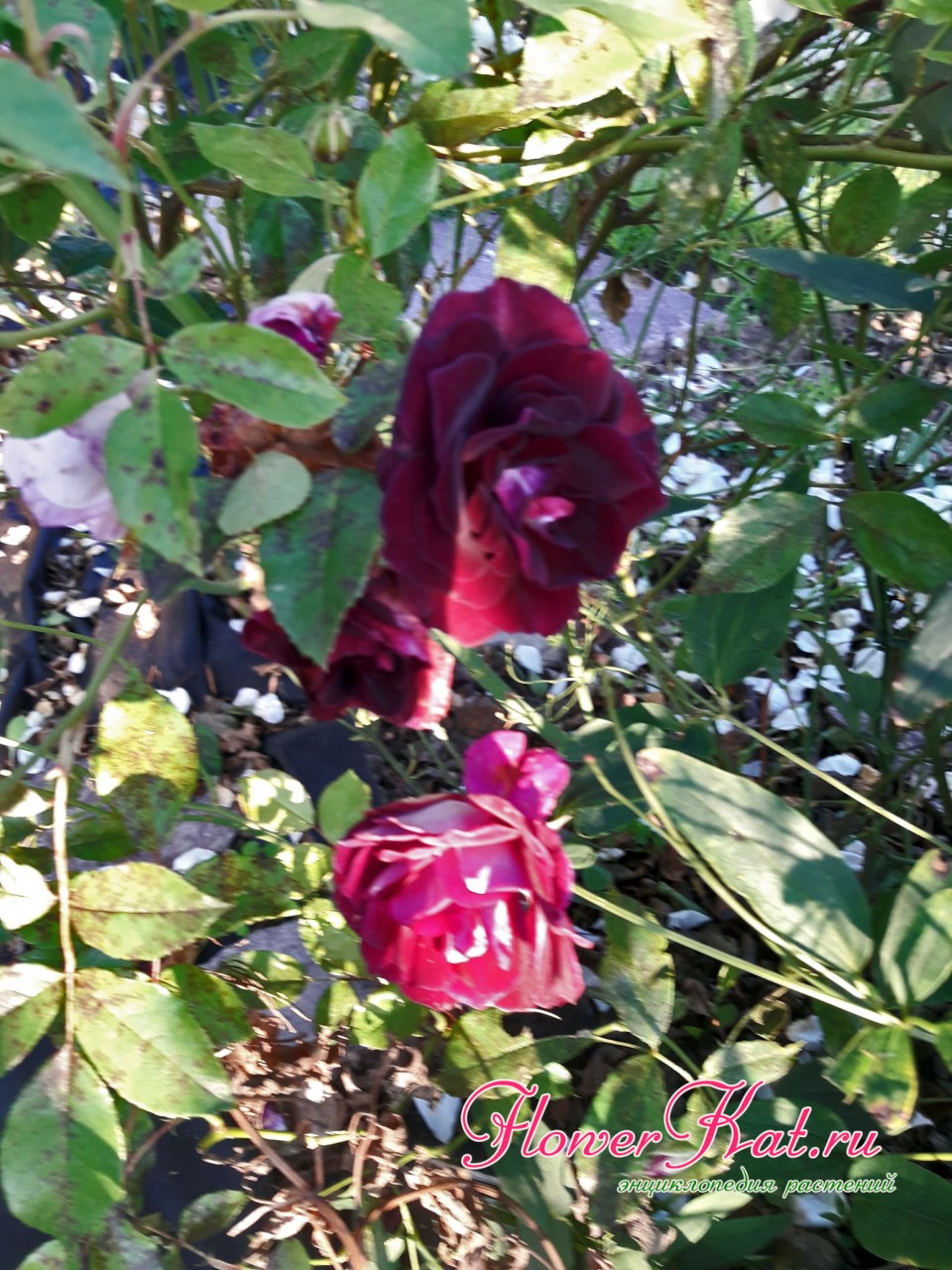 Первый цветы второй волны цветения розы Бургунди Айс - фотография