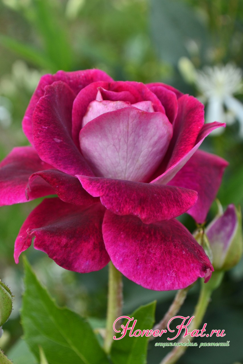 Более светлый отттенок на внешней стороне лепестков розы бургунди Айс - фото