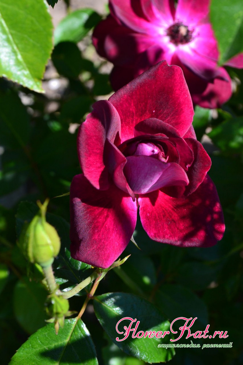 Цветы молодых кустов розы Бургунди Айс раскрываются на солнце быстрее - фото