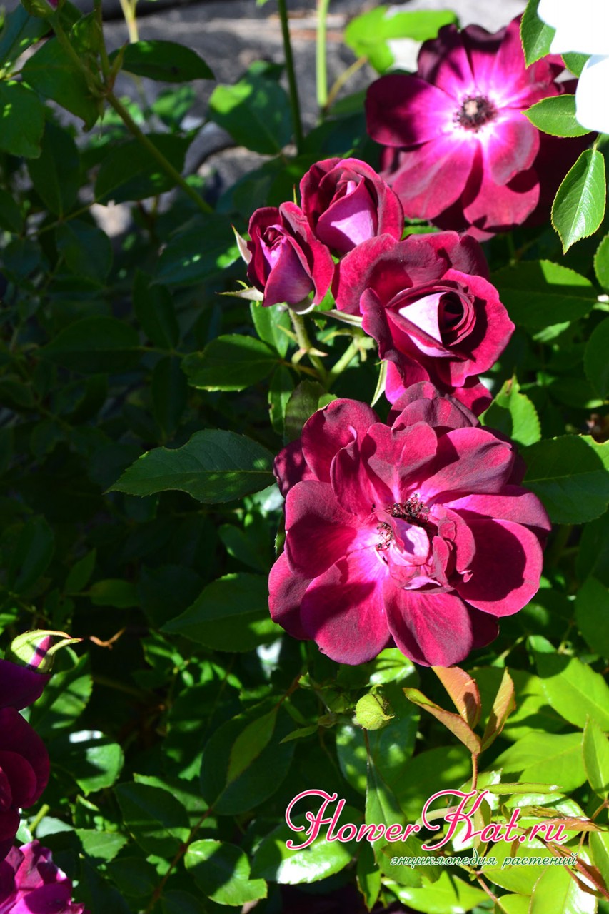 Полностью раскрывшиеся на солнце цветы розы Бургунди Айс - фото