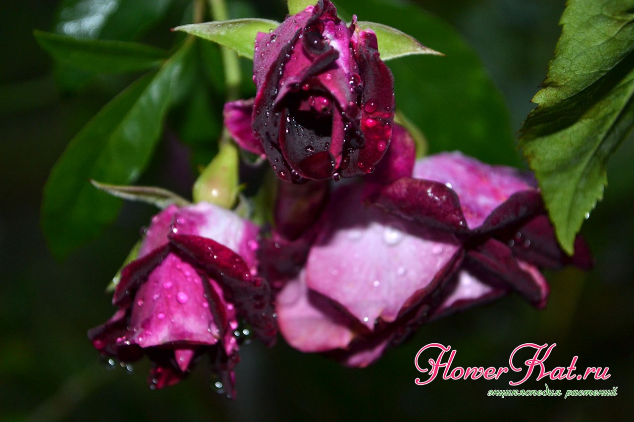 Капли дождя на цветах розы Burgundy Ice - фото