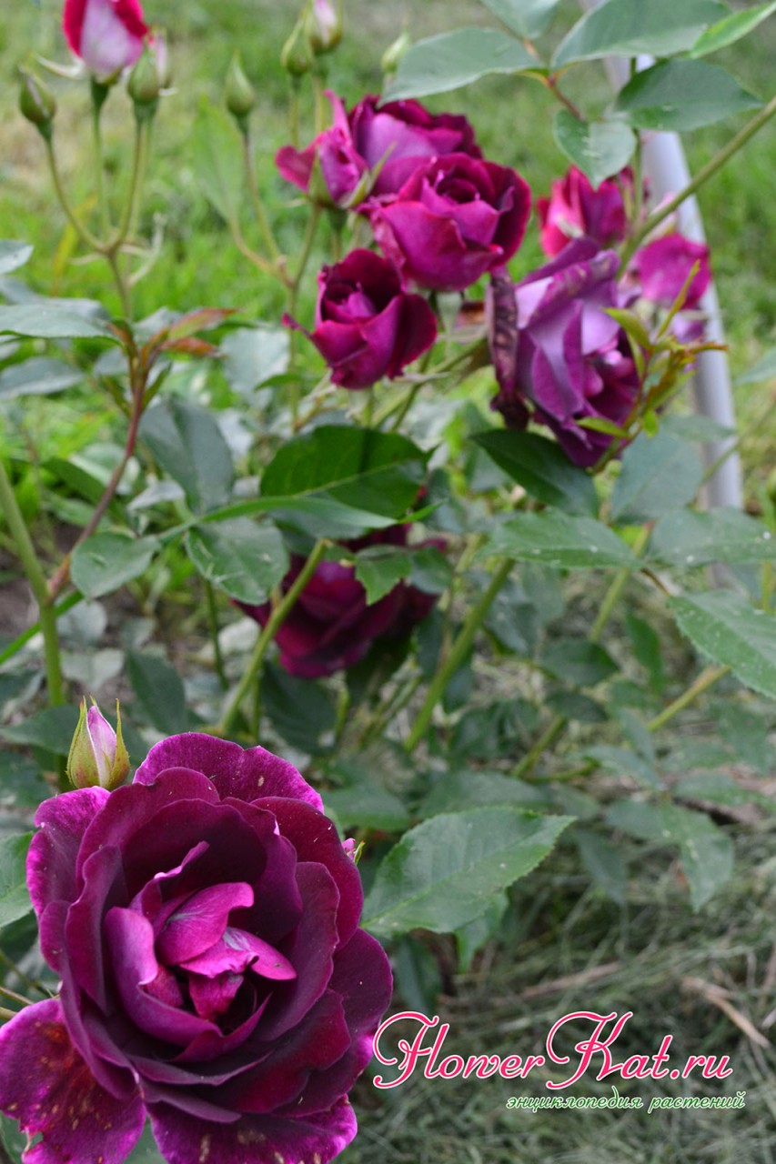 Фотография куста розы Бургунди Айс 