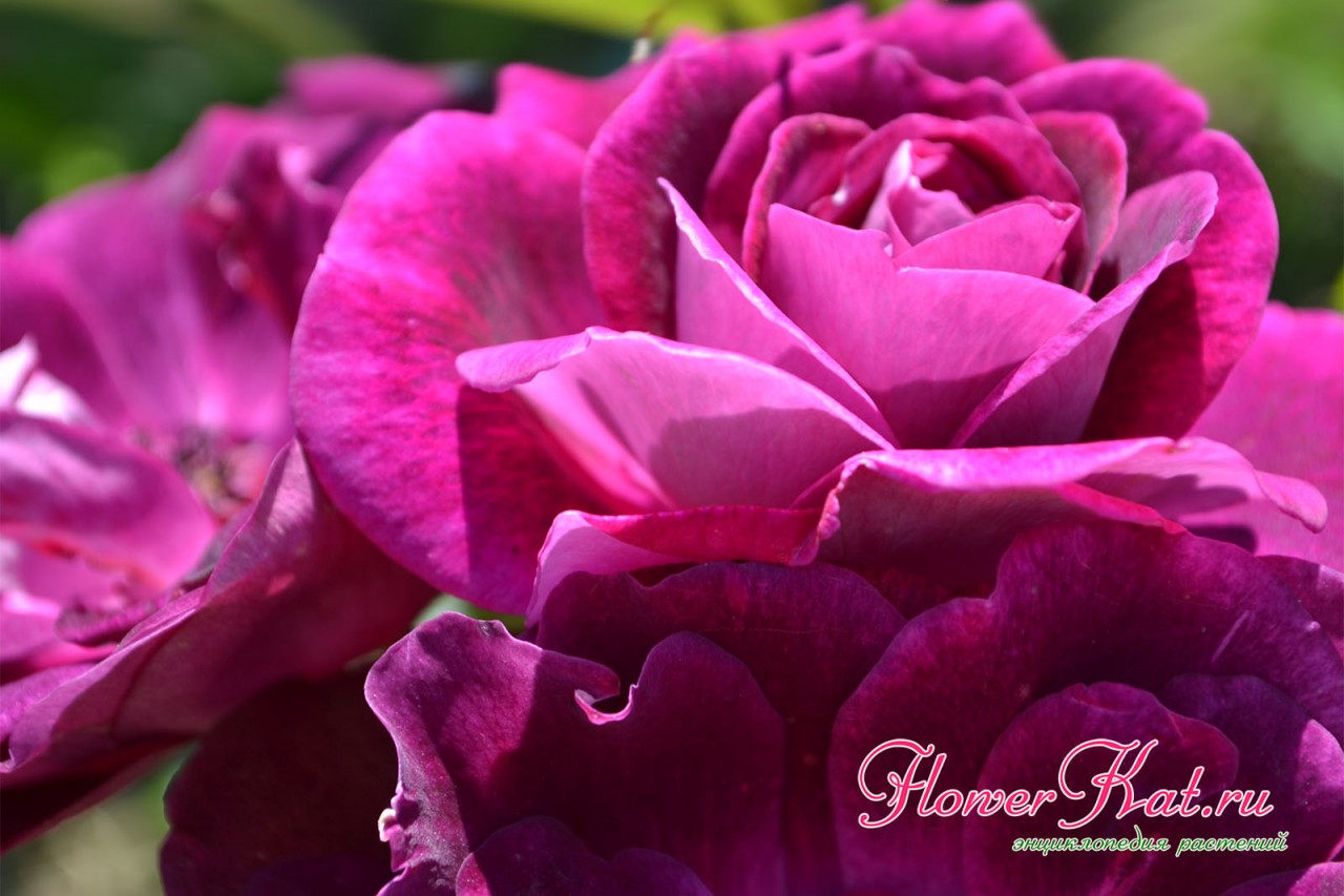 Роза Бургунди Айс - игра бордовых и пурпурных оттенков