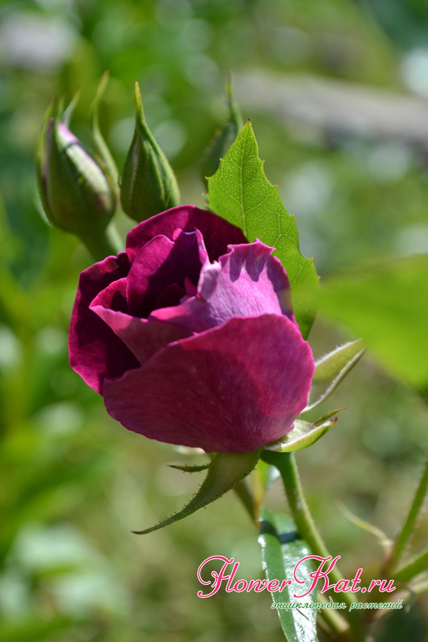 Фотография бутона розы Бургунди Айс