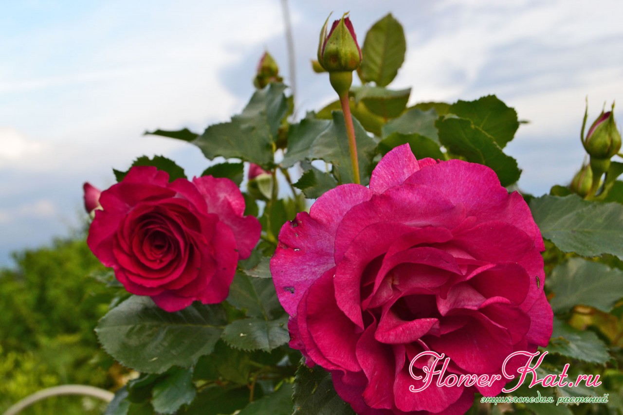 Насыщенно-розовые тона на цветах розы Виолет Парфюм в пасмурную погоду