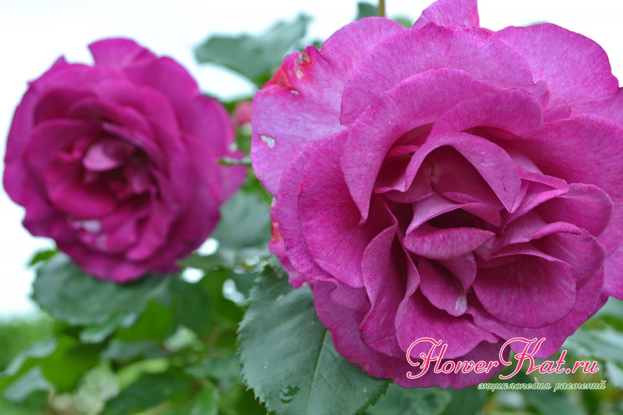 Фото и описание чайно-гибридной розы Виолет Парфюм для энциклопедии роз FlowerKat