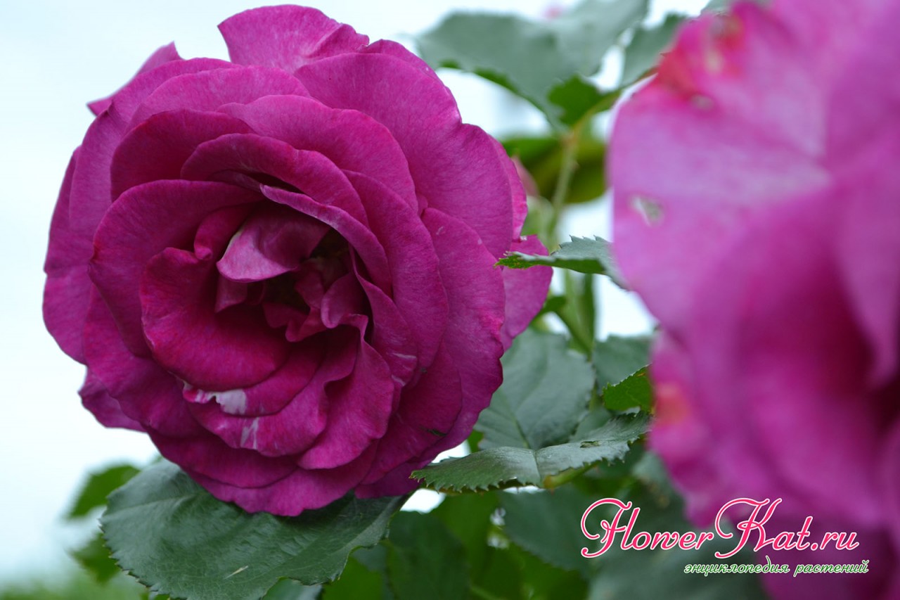 Игра лиловых оттенков на цветах розы Виолет Парфюм - фото