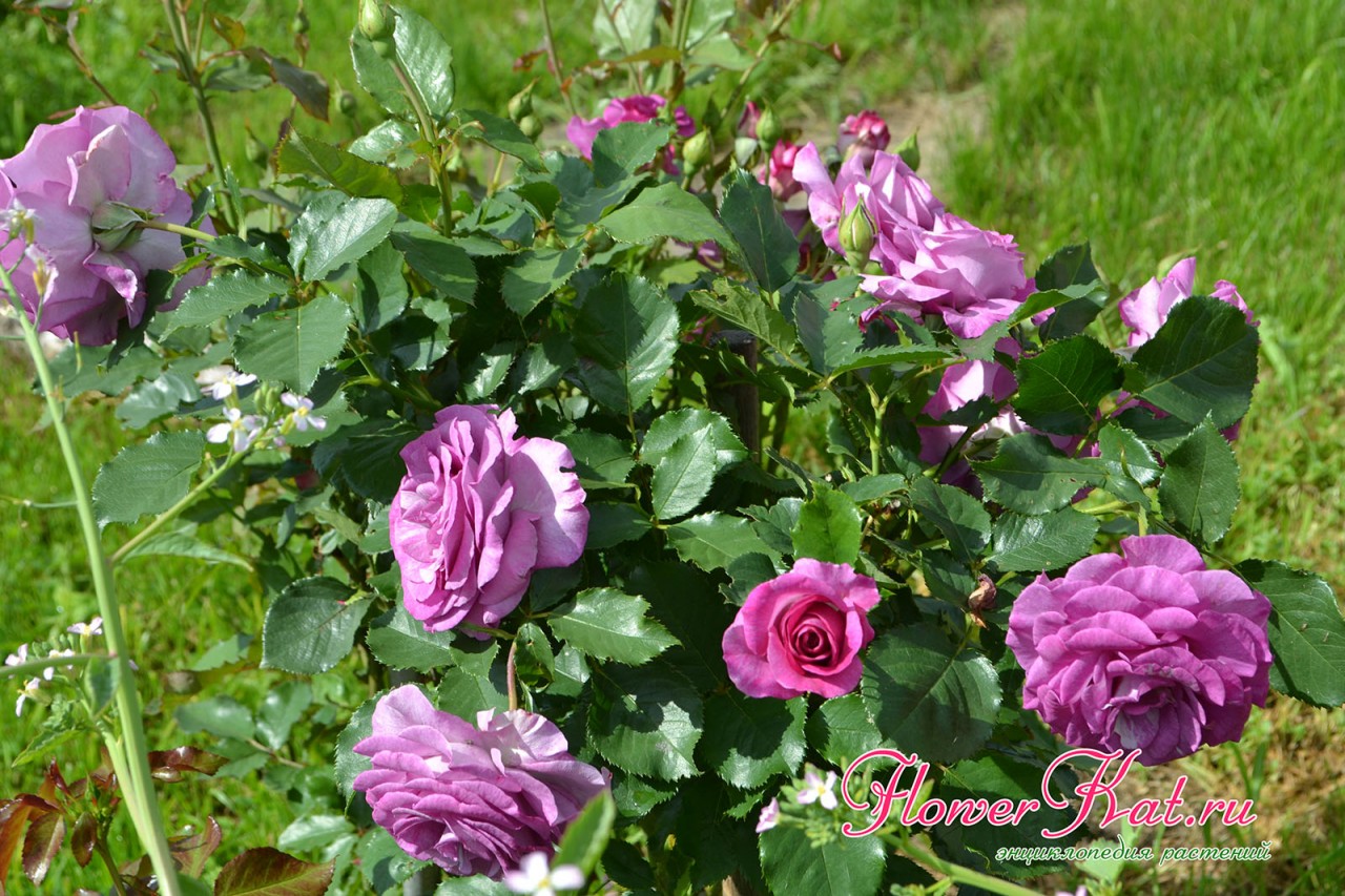 Фотография куста розы Виолет Парфюм