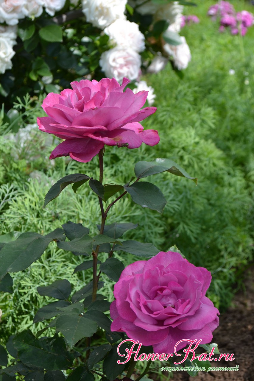 Роза Виолет Парфюм - воплощение всех достоинств чайно-гибридных сортов