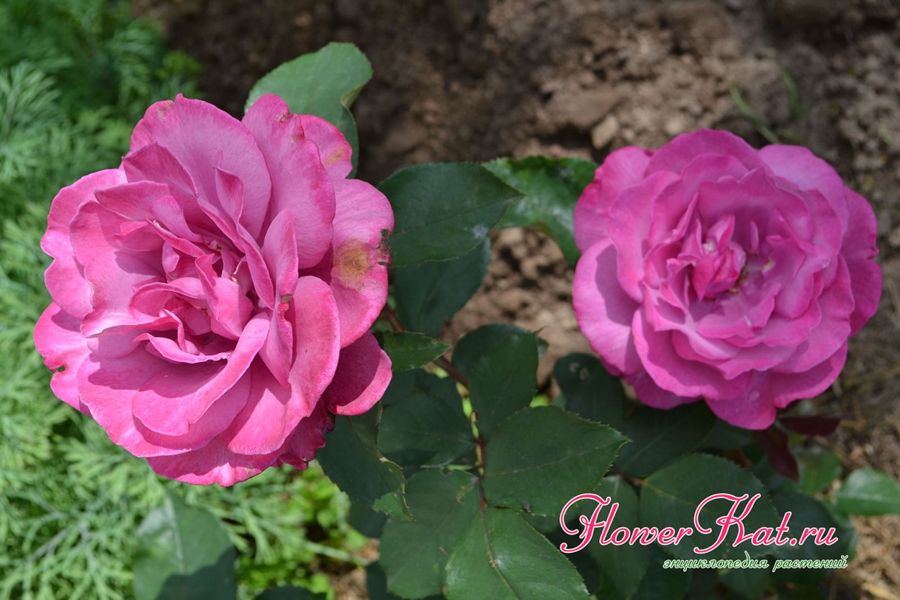Цветущая чайно-гибридная роза Вайолет Парфюм