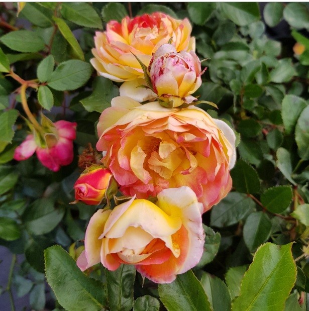 Цветущая роза Шаверни из питомника Ивушка