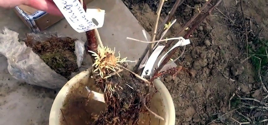 Фото к отзыву об агрофирме Росток - состояние корней саженцев