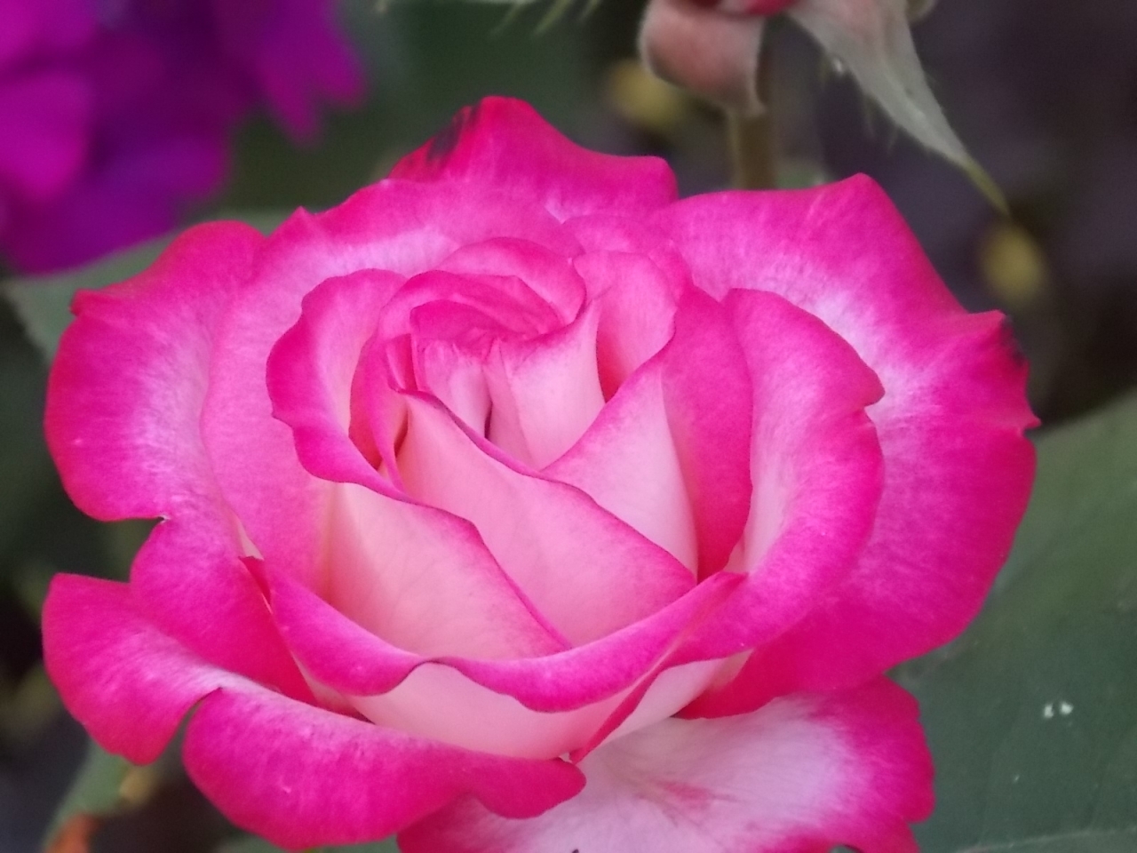Мои любимчики. 16.12.2019 - Хайлендер. Одна из самых прекрасных роз.